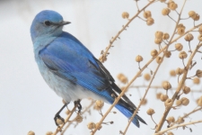 Bluebird Plant