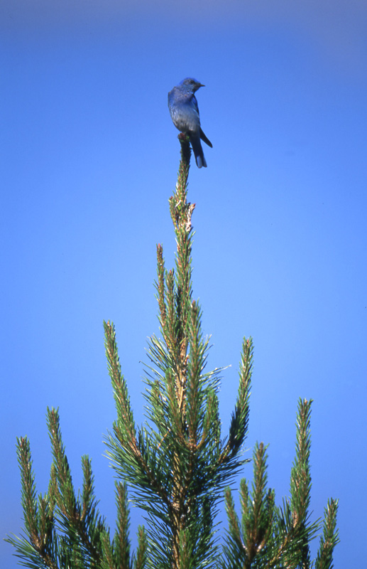 Blue Bird Perch