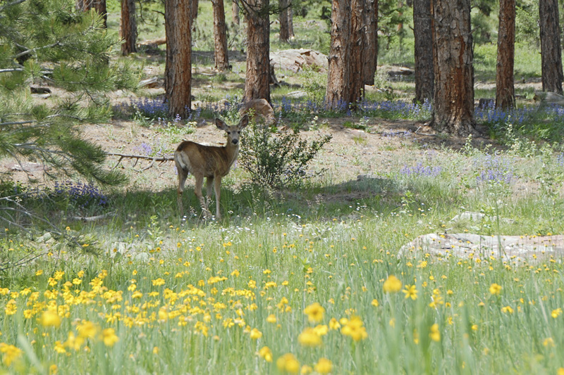 Boulder Mesa Bambi