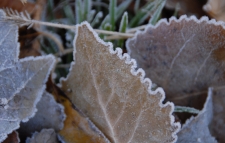 Leaf Ice Edge