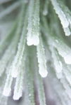 Pine Needle Ice