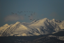 Geese Snow Peaks